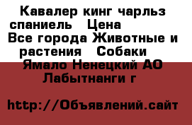 Кавалер кинг чарльз спаниель › Цена ­ 50 000 - Все города Животные и растения » Собаки   . Ямало-Ненецкий АО,Лабытнанги г.